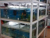 Продам рыбки в Рязани, Аквариумные и растения более 80 видов рыбы в наличии и около