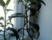 Продам комнатное растение в Челябинске, Каланхоэ, Лечебный каланхое, Цена 150 руб, Отдам