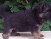 Продам собаку немецкая овчарка в Усть-Лабинске, тся щенки немецкой овчарки, 3 суки,
