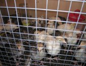 Продам с/х птицу в Камешкове, Индюшата, вывод 17, 05, от "белой широкогрудой"