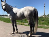 Продам лошадь в Дмитрове, Продается конкурный серый мерин, 2006 г, р, 168 см, в холке