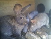 Продам заяца в Каспийске, Кролики, Разные расцветки великаны три месяца торг имееться