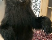 Продам трофеи в Кстове, Чучело медведя, чучело медведя, высота 115см, отличный мех