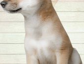 Продам собаку акита, самка в Москве, Яркие, чисто - огненно рыжие, жизнерадостные, умные