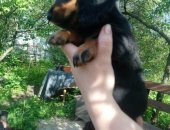 Продам собаку такса, самка в Москве, Обаятельные щеночки миниатюрной длинношерстной