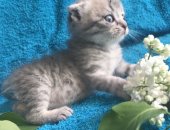 Продам британская, самец в Новосибирске, Британские вислоухие котята, 2 мальчика