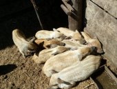 Продам свинью в Карталы, месячных травоядных поросят породы венгерская мангалица