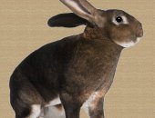 Продам заяца в Краснодаре, Кролики, Предлагаю кроликов "Серебро" и "Рекс", Пожалуйста