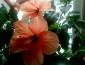 Продам комнатное растение в Рязани, Гибискус оранжевый, 300руб, гибискус пестролистный