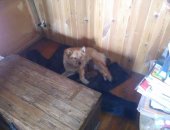 Продам собаку лайка, самка в Екатеринбурге, щенков карелофинской лайки финский шпиц