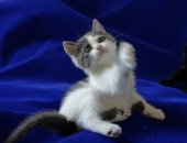 Продам кошку, самка в Новосибирске, Отдадим надежным хозевам домашних котят, 4 девочки