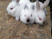 Продам заяца в Богословке, кроликов Серебристые 3 месяца по 300 рублей за голову,