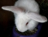 Продам заяца в Кольчугине, Крольчата, тся крольчата 1-4 мес, Цена за месяц жизни, Рождены