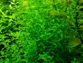 Продам в Уфе, аквариумные растения: 1, людвигия болотная куст от 10 до 30 см в 1-5 веток