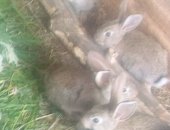 Продам заяца в Оренбурге, Кролик, Имеются кролики порода шиншилла 3 месячные цена 400 руб