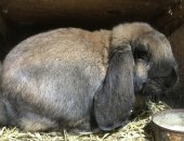 Продам заяца в Белгороде, Кроликов породы "Серый великан"и "Красный новозеландский
