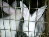 Продам заяца в Крымске, тся кролики разных пород, возрастов и цветов, Мальчики и девочки