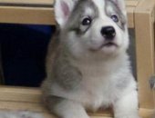 Продам собаку сибирская хаски, самец в Новосибирске, Ребятишки, красивого волчьего