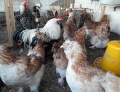 Продам с/х птицу в Тюмени, цыплят от суток до двух месяцев от 100 рублей, мясо яичный
