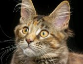 Продам мейн-кун, самец в Новосибирске, Котята ята, Предлагаются к продаже котята породы