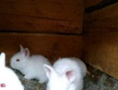 Продам заяца в Минусинске, Крольчата от крупных производителей! Крепкие, прошли все
