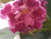 Продам комнатное растение в Набережных Челнах, Цветущие фиалки махровые в горшках, Цвета