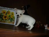 Продам собаку чихуахуа, самец в Крымске, Породные чихуашки, возраст 2 месяца, Мальчик