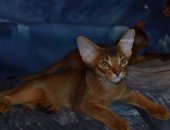 Продам абиссинская, самец в Нижневартовске, Абиссинские котята дикого и соррель окрасов