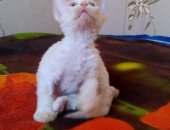 Продам девон-рекс, самка в Краснодаре, Кошечка 3 месяца родословная возможна с ласковым