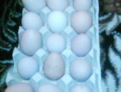 Продам яица в Дюртюли, инкубационное яйцо цесарок, Стоимость 40 руб/шт, индоуток 40руб и