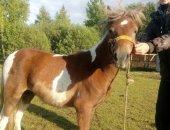 Продам лошадь в Ярославле, Частное хозяйство в Костроме, сокращаем/обновляем поголовье