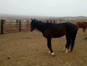 Продам лошадь в Улане-Удэ, Жеребец косячной 5лет