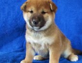 Продам собаку акита, самец в Москве, великолепного щенка- мальчика породы Сиба с ярким