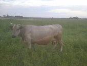 Продам корову в Костроме, В связи с ликвидацией частного фермерского хозяйства, тся