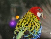 Продам птицу в Мытищи, Попугайчик ищет нового хозяина, очень красиво поёт, очень пёстрый
