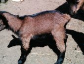 Продам козу в Старице, тся козлик и козочка, рожденные от чистопородного альпийского
