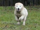 Продам собаку среднеазиатская овчарка в Новороссийске, Питомник Среднеазиатских овчарок