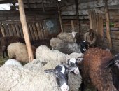 Продам барана в Миллерове, Овцы, овец 10 маток 1 курдючный 8 ягнят 2, 5 месяцев, Порода