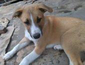 Продам собаку, самец в Краснодаре, Крупный щенок для дома, Мальчик, 3, 5 месяца