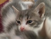 Продам кошку, самец в Ульяновске, Доставлю бесплатно до дома добрых, умных, ласковых