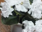 Продам комнатное растение в Благовещенске, сортовые цветущие молодые фиалки в горшочках