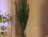 Продам комнатное растение в Новосибирске, Молочай треугольный, Высота растения с горшком