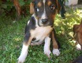Продам собаку стаффордширский терьер в Тольятти, Здоровые активные щенки от мамы