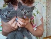Продам британская, самец в Екатеринбурге, тся британские короткошерстные котята