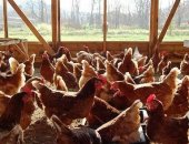 Продам с/х птицу в Пластуновской, тся курочки несушки породы Кубанская красная, Ломан