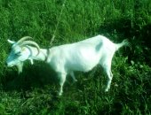 Продам козу в Кемерове, Коза, Две козы дойные, всего их 5, 1 козел
