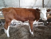 Продам корову в Альметьевске, тся бычки подсосные, мясного направления, от 3 до 7