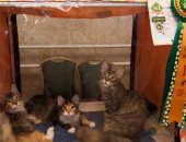 Продам мейн-кун, самец в Таганроге, котят, девочки, родились 13, 01, 2018 года, Детки