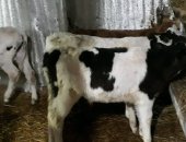 Продам корову в Кущевской, Бычки телята на откорм, От 1 месяца до 4 месяца, Регулярно в