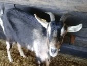 Продам козу в Кимовске, Козы дойные, есть альпийские и смесовые Молодняк козочки 8мес